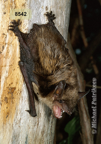 Big Brown Bat (Eptesicus fuscus)
